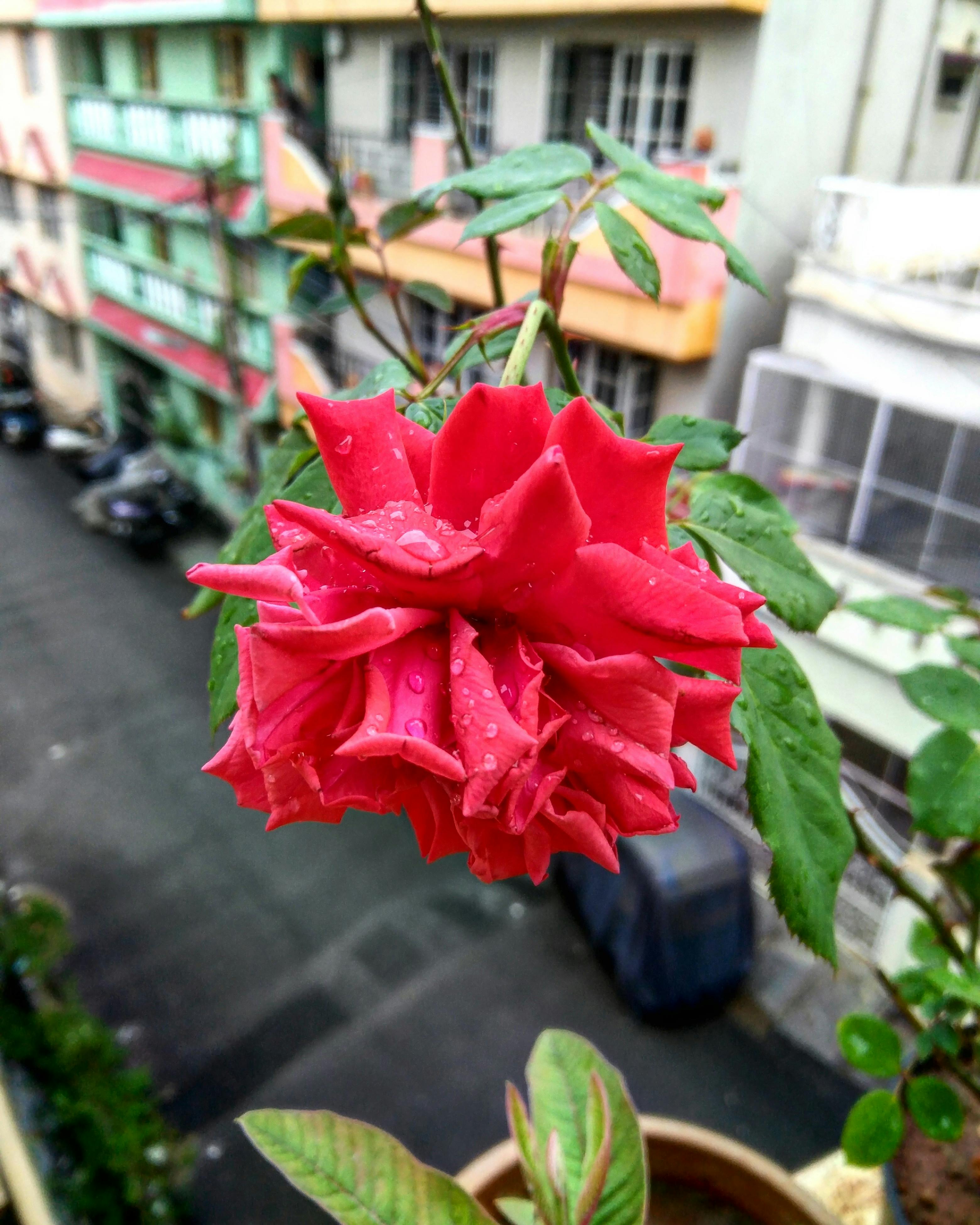 Menakjubkan 22+ Wallpaper Bunga Mawar Iphone - Gambar Bunga HD