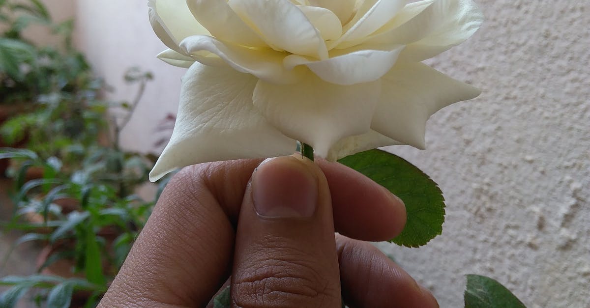 Free stock photo of flower, white rose