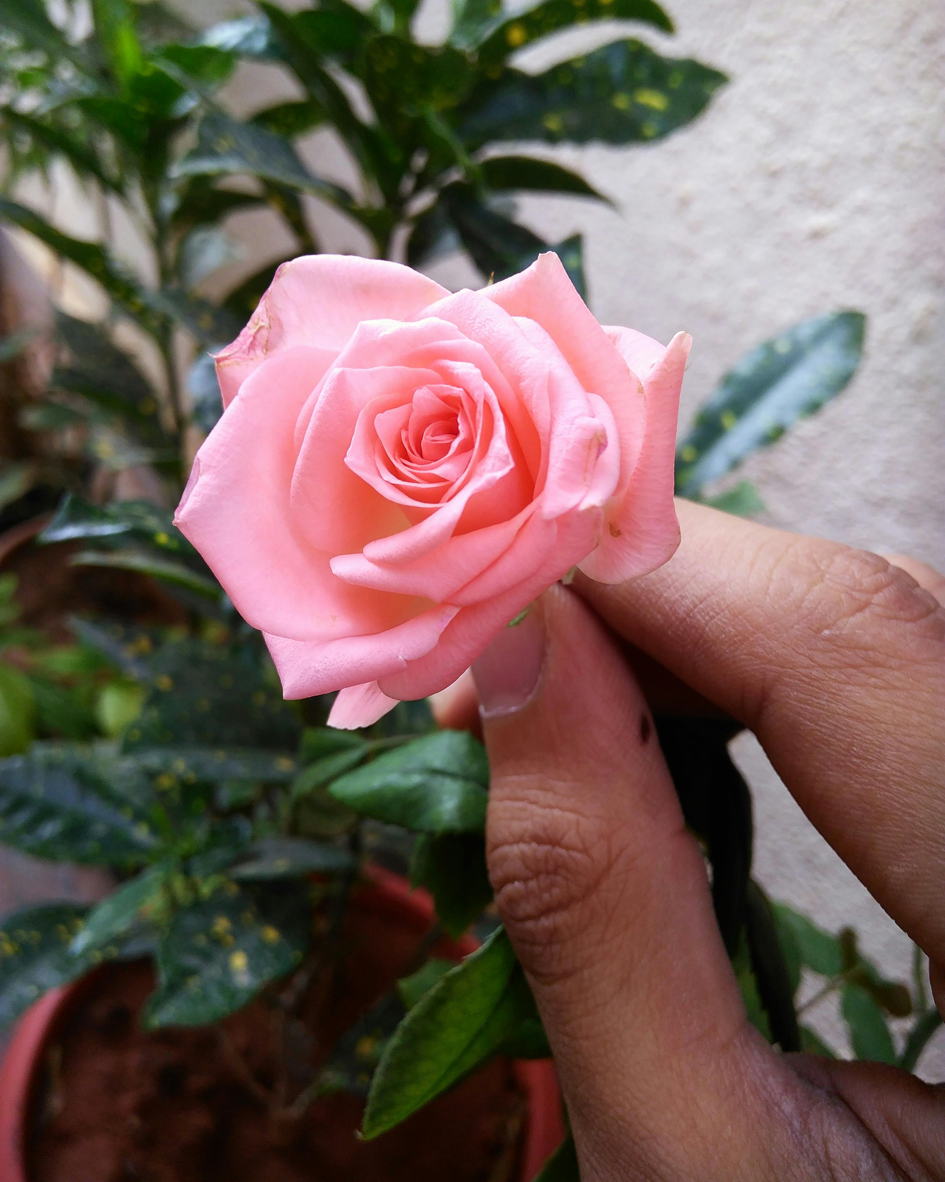 Wallpaper Bunga  Mawar  Merah  Muda  Gambar Bunga  Keren