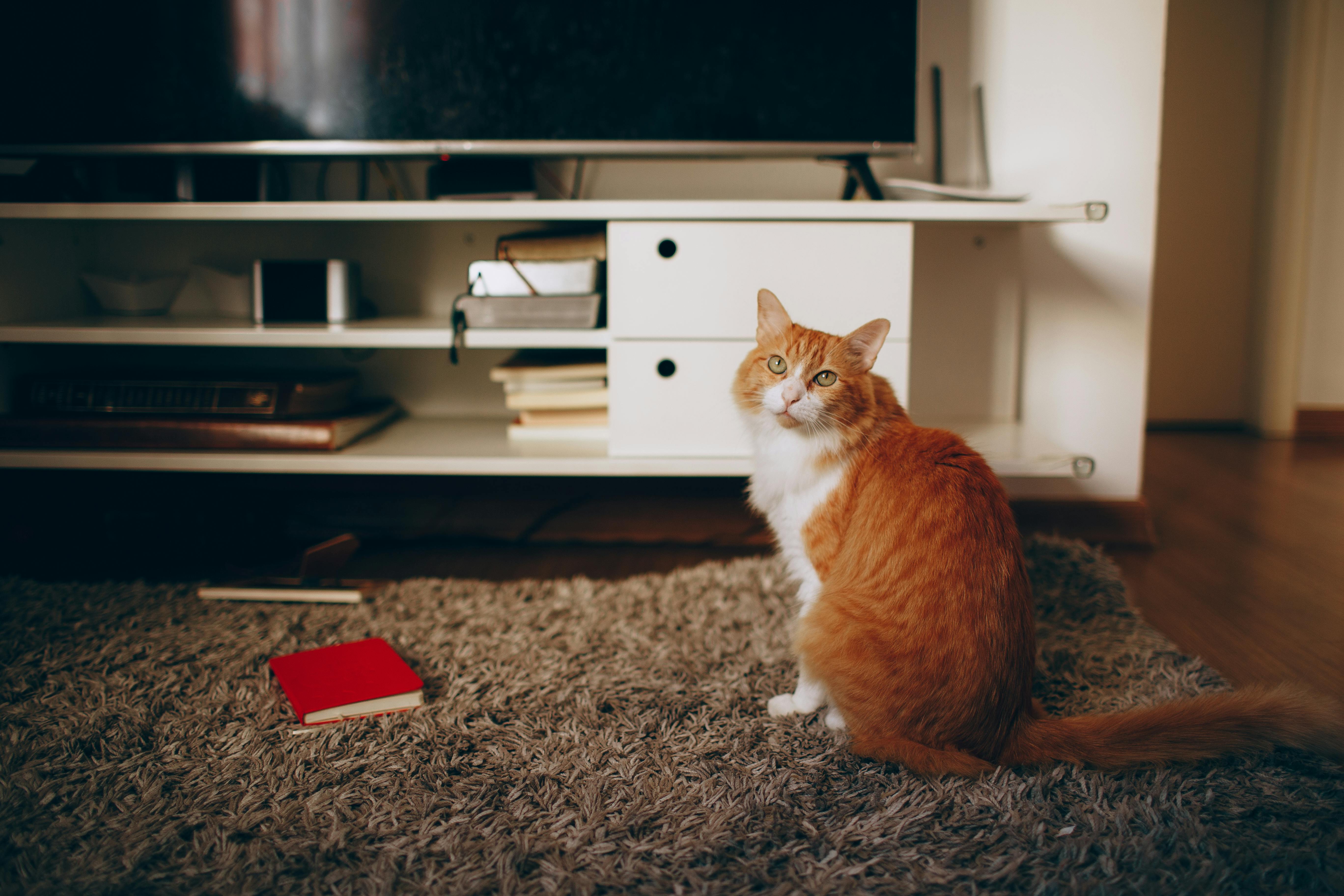 pet technology, pet technology companies, pet technology jobs, pet technology store, pet technology brain, pet technology mar