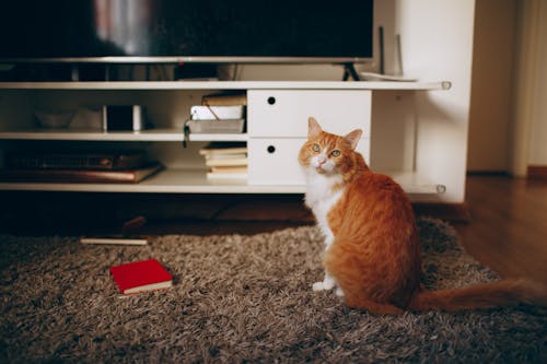 Cute fluffy red cat on soft plaid