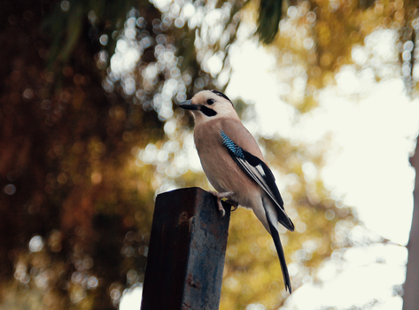 A beautiful Eurasian jay perched outdoors with blurred foliage background, captured in natural light.