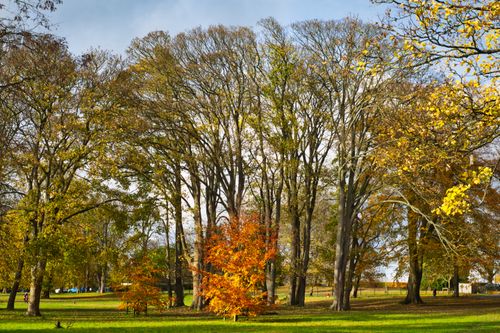 Free Captivating autumn landscape with colorful trees and vibrant fall foliage in a serene park. Stock Photo