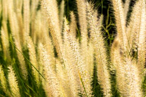 Free Close-up of sunlit golden grass in a Dubai field, capturing nature's beauty. Stock Photo