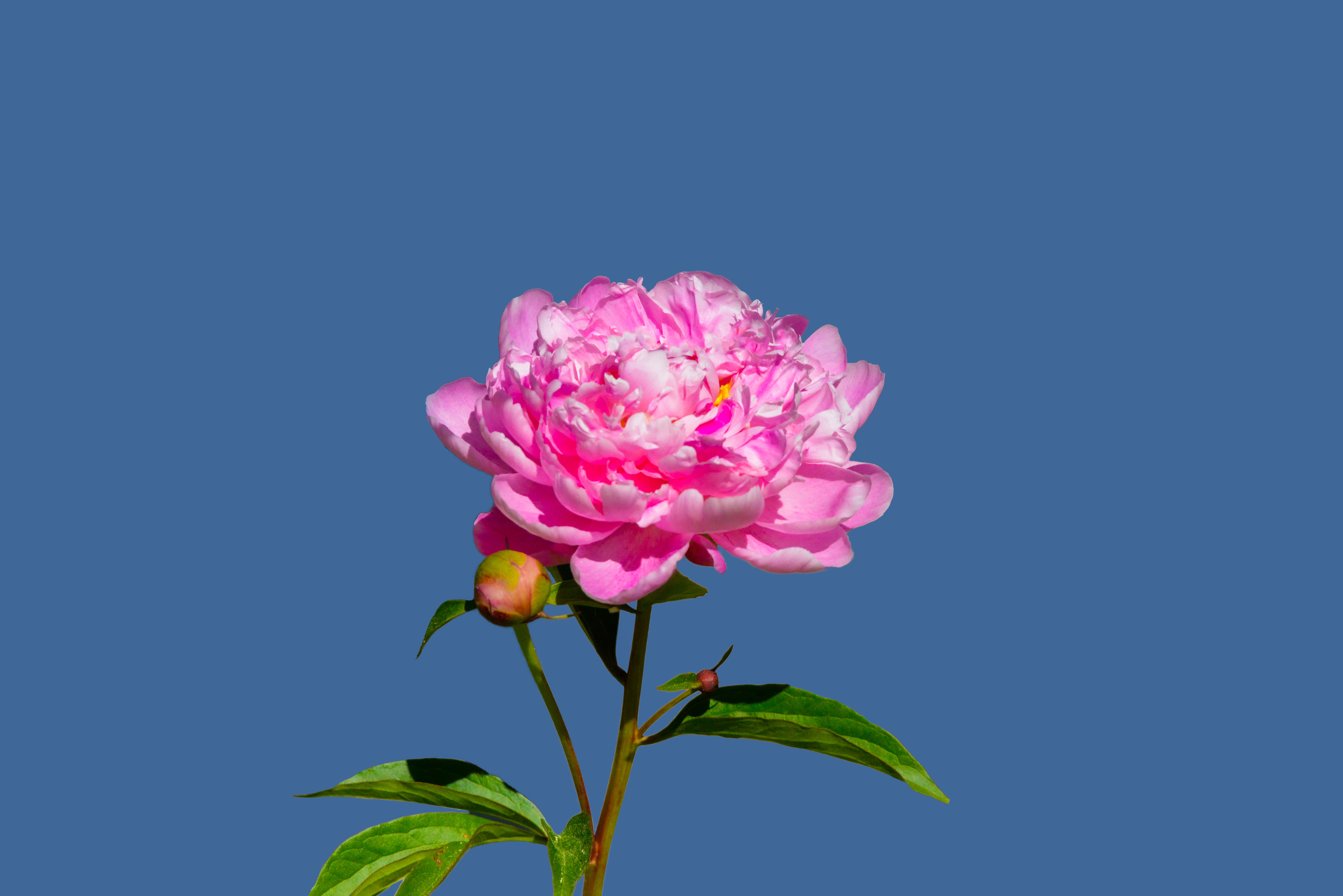 Close-up of a Pink Peony Flower · Free Stock Photo