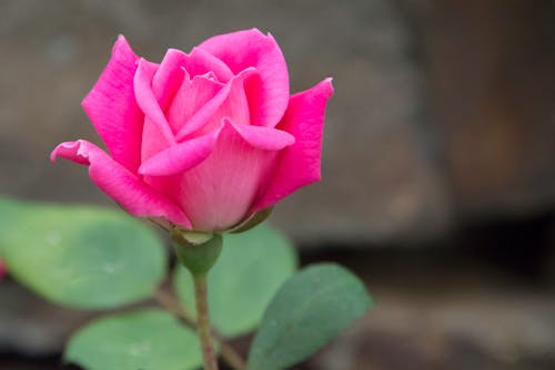 Close-Up Shot of a Pink Rose 