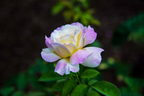 Close-up of White and Purple Flower