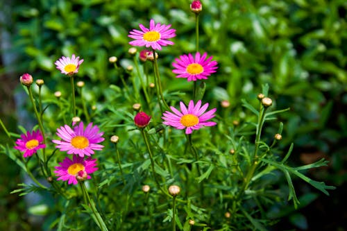 Pink Flowers on Green Plants