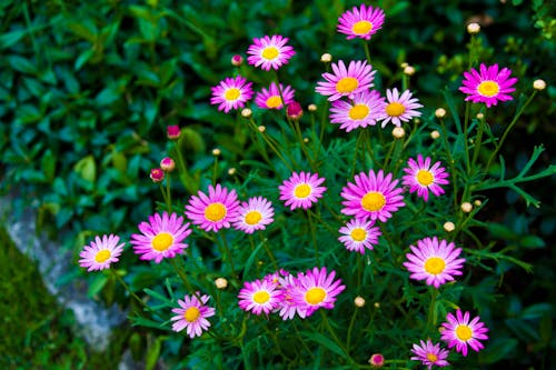 Close-up of Pink Flowers on Green Plants