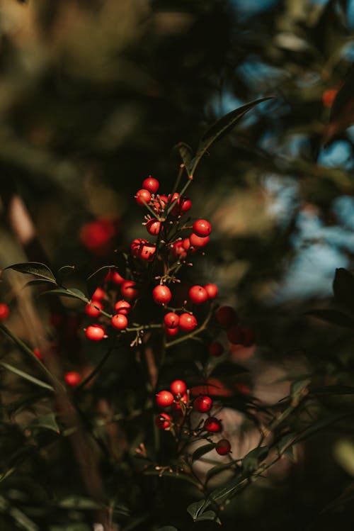 Red berries of shrub of Nandina plant in garden