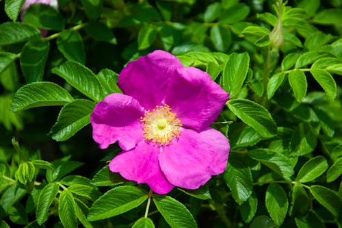 Free stock photo of blossom, flowers, gardening