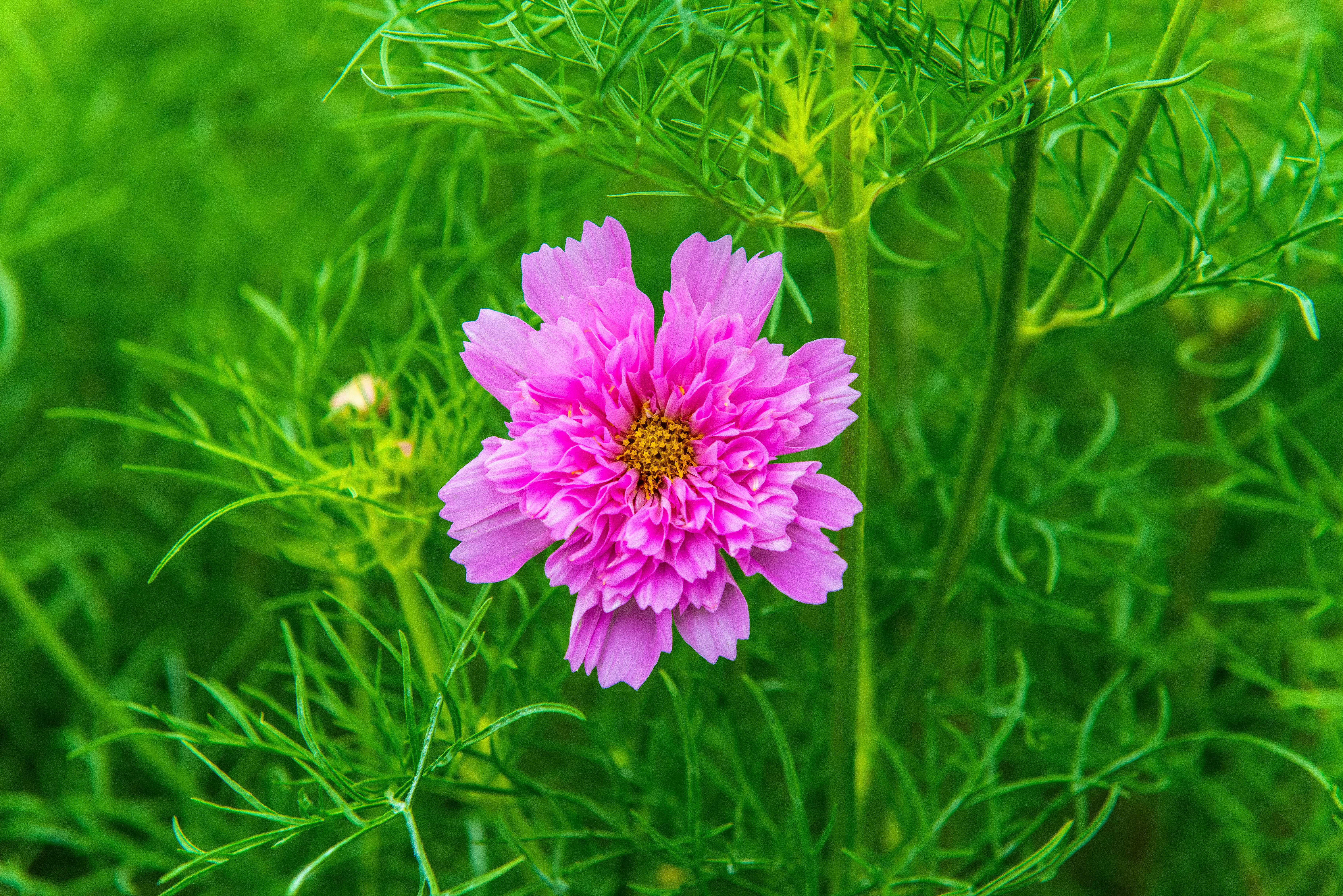 Pink Flower in Bloom · Free Stock Photo