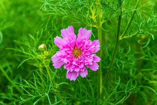 Pink Flower in Bloom