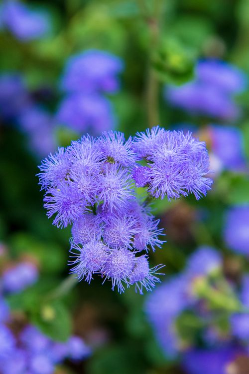 Free Macro shot of vibrant purple floss flowers with a blurred green background, highlighting delicate textures. Stock Photo