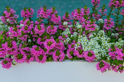 Free stock photo of blossom, flowers, gardening