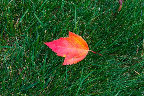 Free stock photo of autumn, contrast, fall