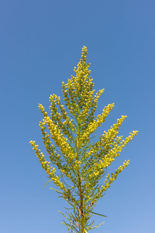 Low Angle Shot of a Solidago Plant