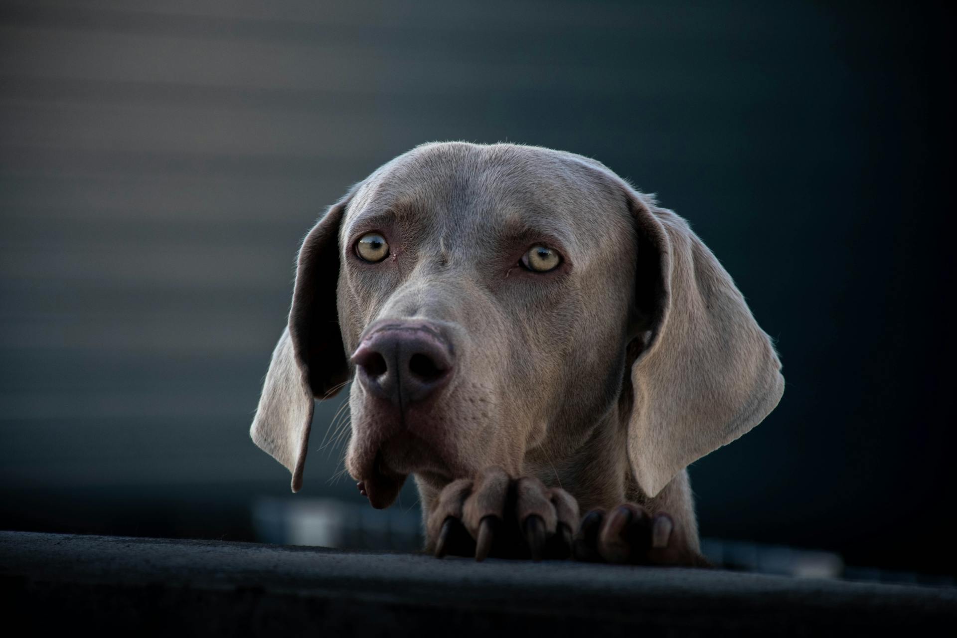 Uppmärksam Weimaranerhund som tittar bort