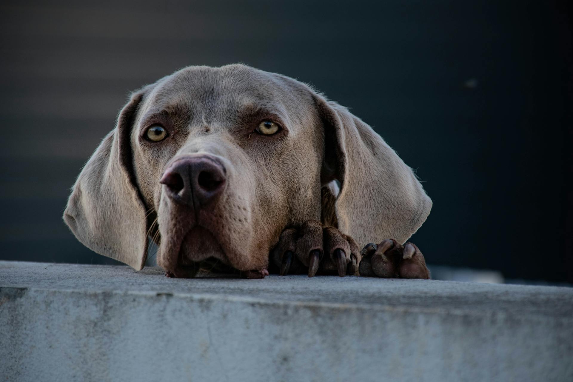 Söt Weimaraner med stora öron och sorgliga ögon.