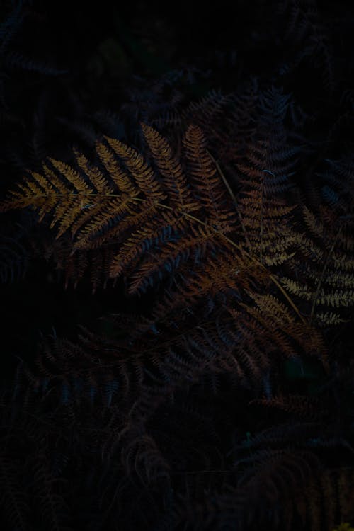 Delicate branches of fern with green leaves