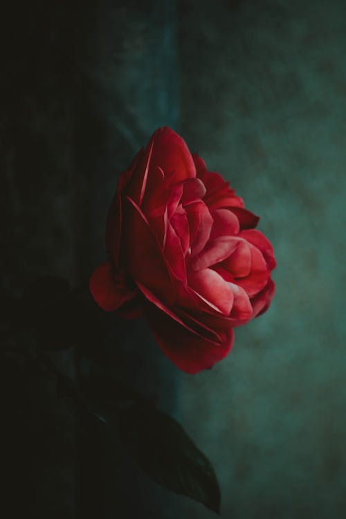 Bright red rose with gentle petals