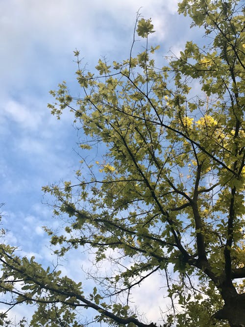Free stock photo of blue sky, sky, tree
