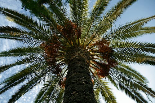 Free stock photo of palm, palm tree, sun Stock Photo