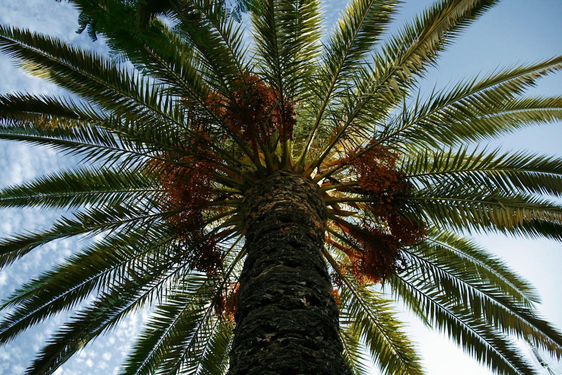 Free stock photo of palm, palm tree, sun