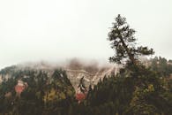 一座宁静的雾山，浓密的松树林笼罩在雾中，呈现出宁静的景象