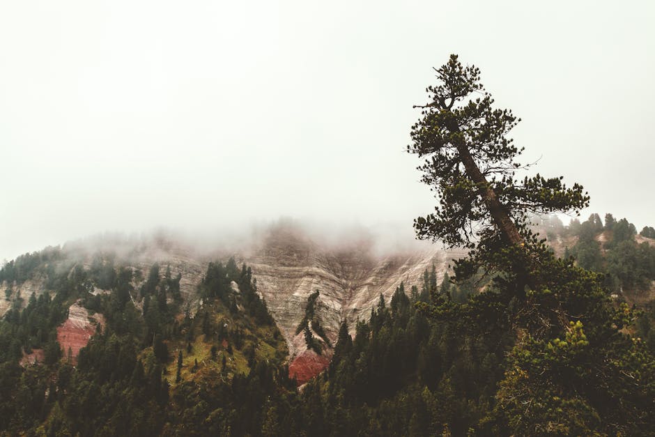 foggy, forest, hazy