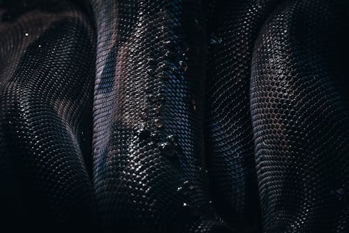 Texture of Wet Snake Skin