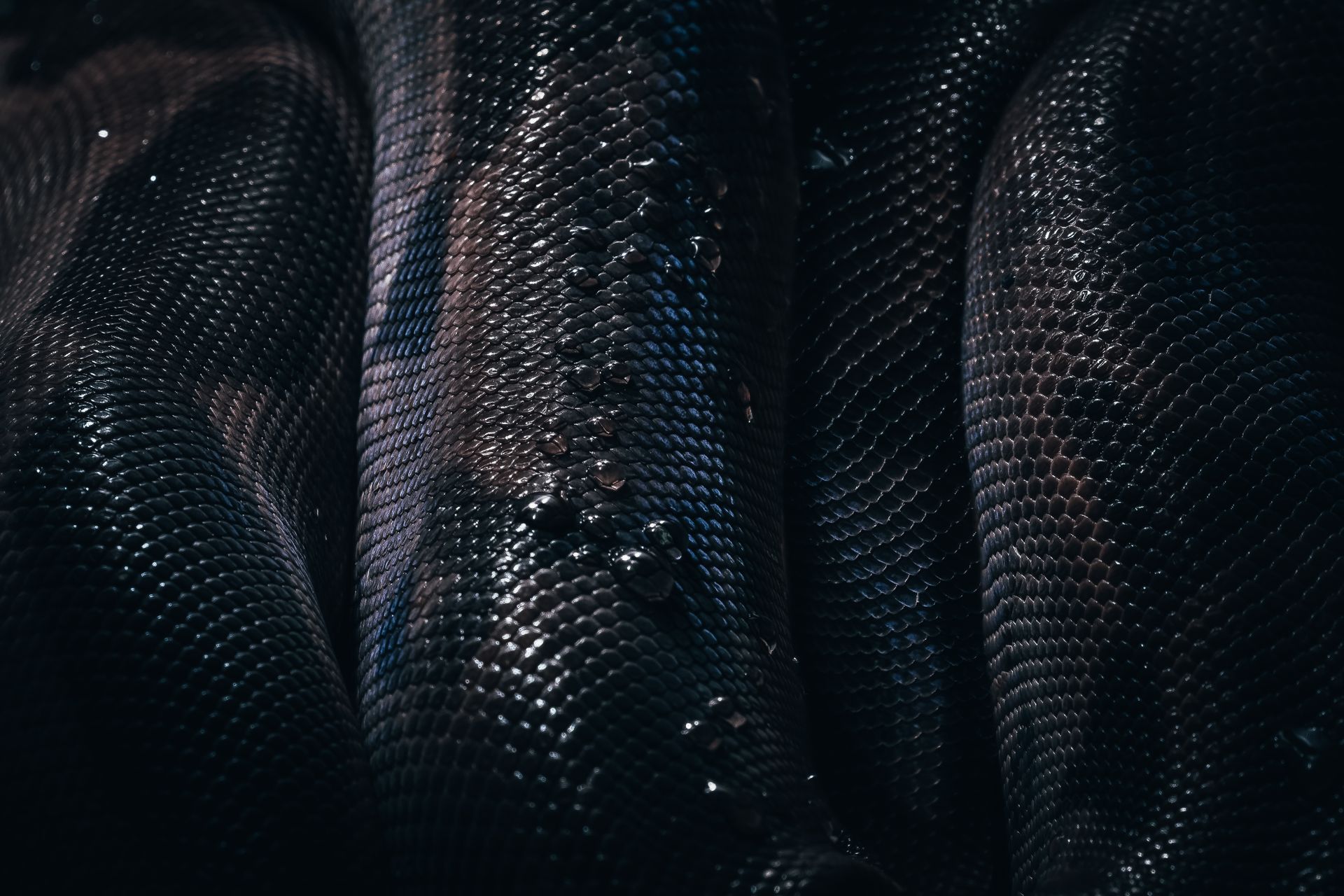 Texture of Wet Snake Skin