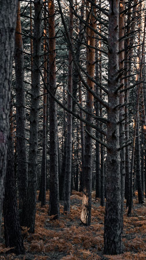 Foto profissional grátis de árvores, campo, casca