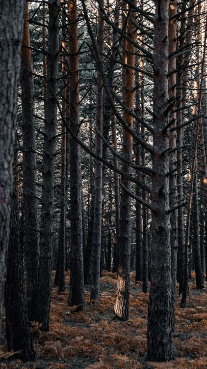 Forest Less Trees Leafless Trees in a Forest · Free Stock Photo