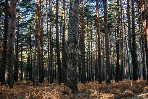 Free A peaceful autumn forest scene with tall conifer trees and lush vegetation. Stock Photo
