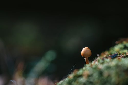 Photos gratuites de automne, champignon, fungi