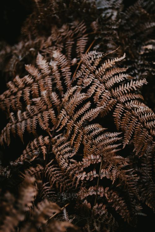 Free Detailed close-up shot of dried, withered brown fern leaves in a natural setting. Stock Photo
