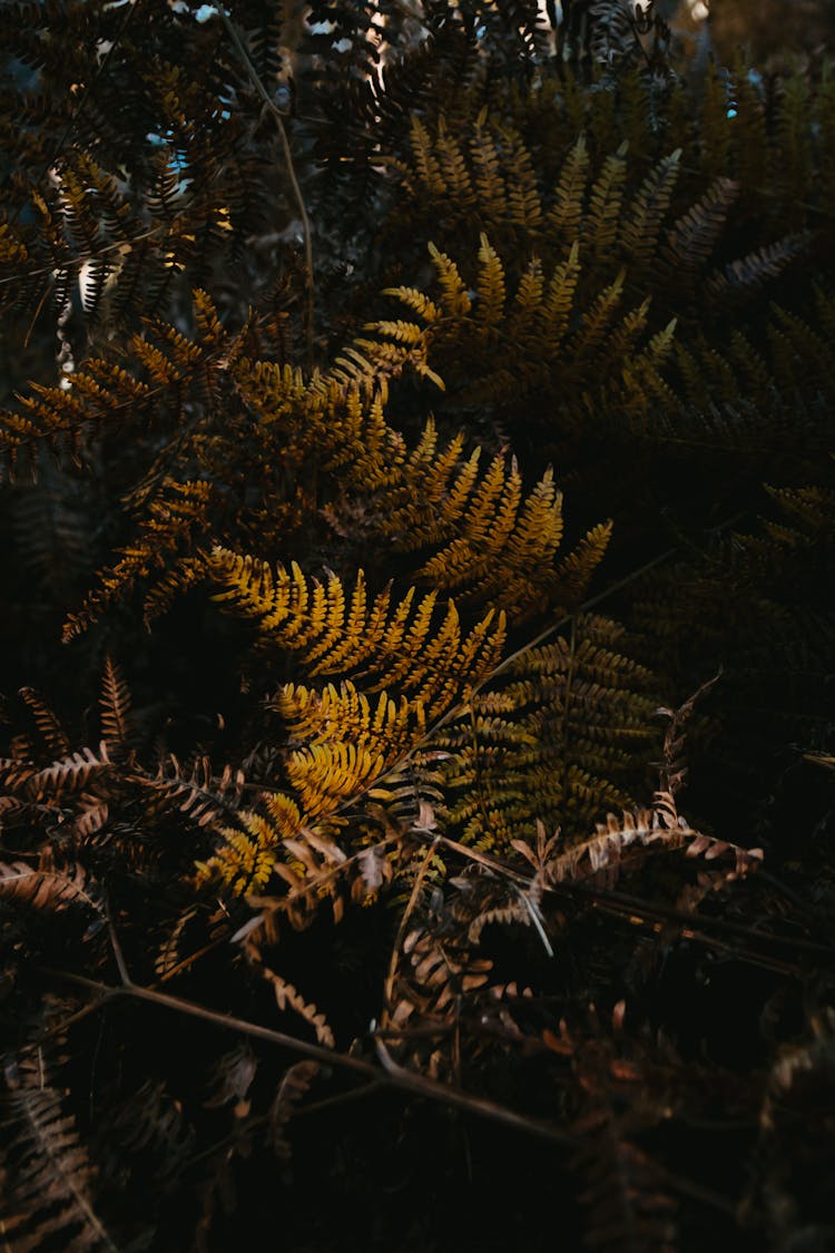 Photo Of Ferns In The Shadows