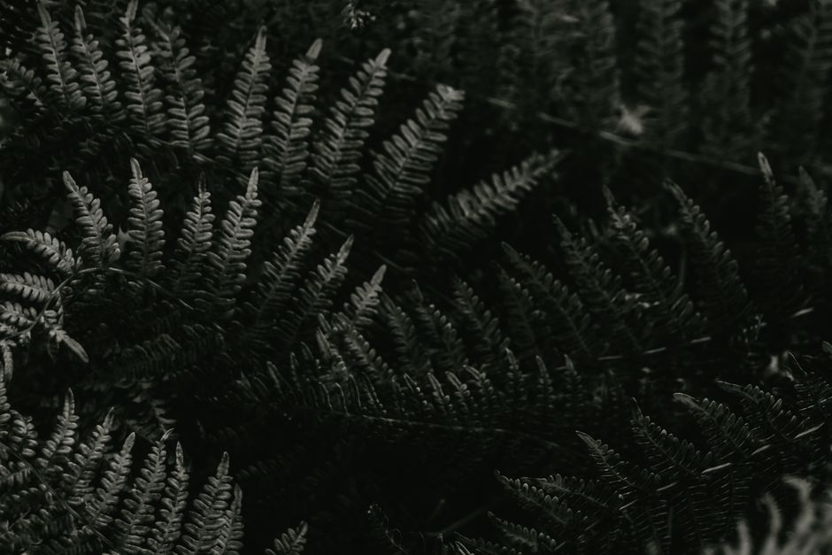 A dramatic black and white close-up of fern leaves showcasing natural patterns and textures.