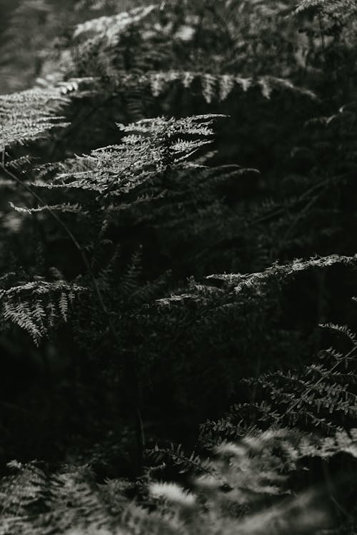 Black and White Photo of Fern Leaves