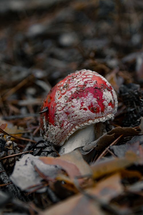 Free Close-up Photo of a Withering Fly Agaric Mushroom Stock Photo