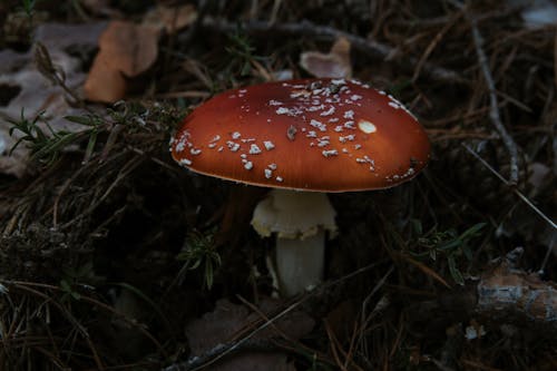 Close-up of Fungi 