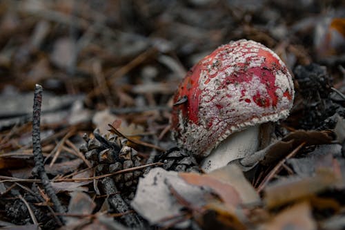 Close-up View of Toadstool on Ground