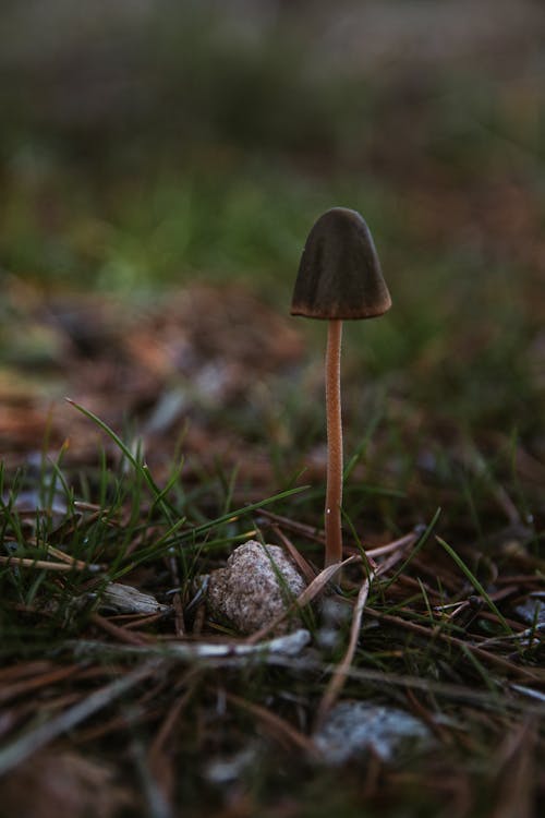 Close-up of a Little Mushroom 