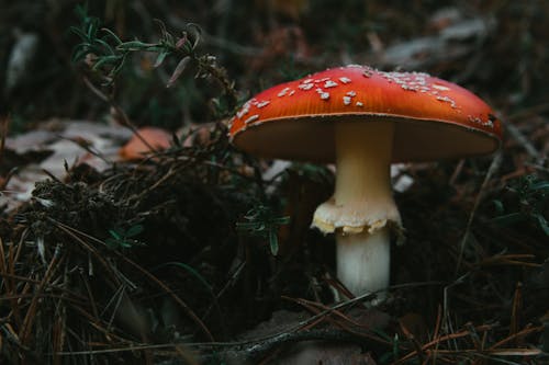 Photos gratuites de champignon, champignon vénéneux, croissance
