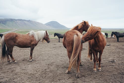 Immagine gratuita di bellezza della natura, cavalli, cavallo