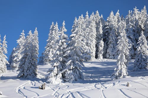 冬季, 冷, 大雪覆盖 的 免费素材图片