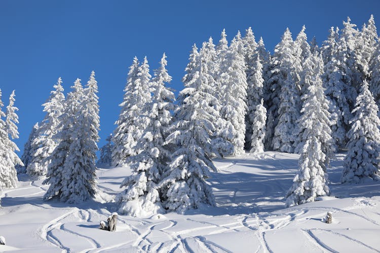 Snow Covered Trees In The Mountains