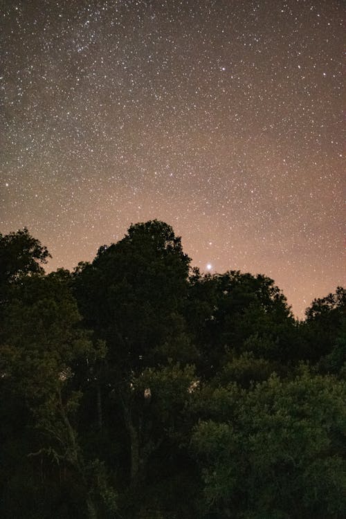 Kostenlos Kostenloses Stock Foto zu astrofotografie, astronomie, bäume Stock-Foto