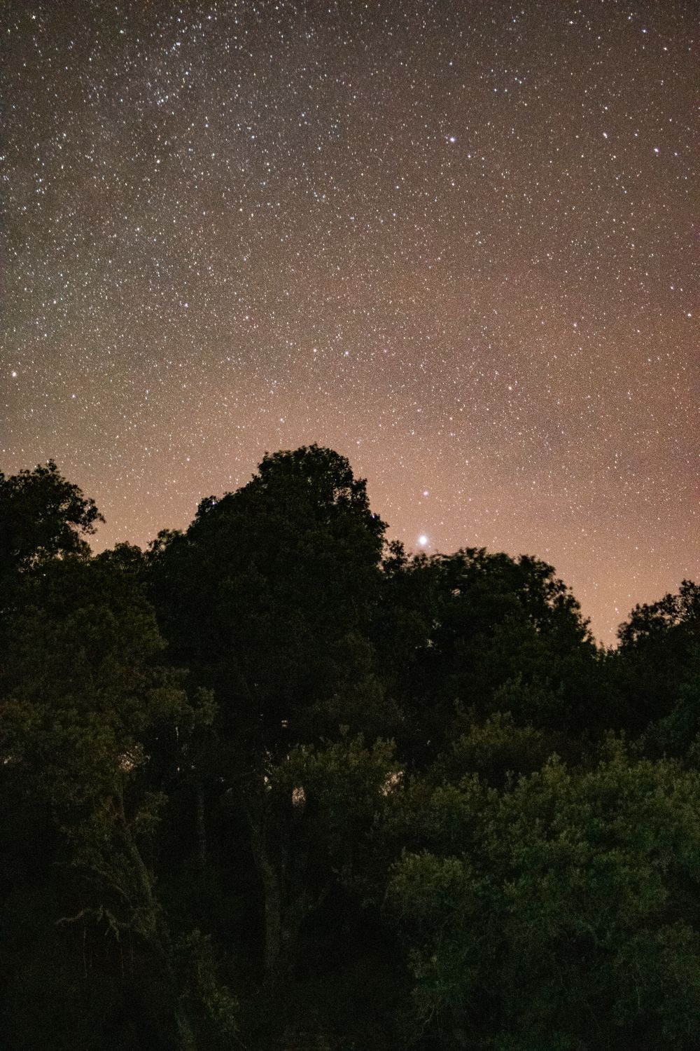 Green Trees Under Starry Night Sky · Free Stock Photo